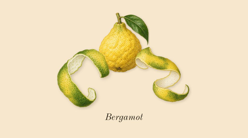 Le Beau, top notes: Bergamot