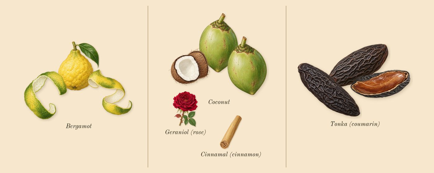 Le Beau’s scent picture, a draft: bergamot, coconut, tonka (coumarin), geraniol (rose), cinnamal (cinnamon) drawn so far; dashed outlines where nothing is drawn yet