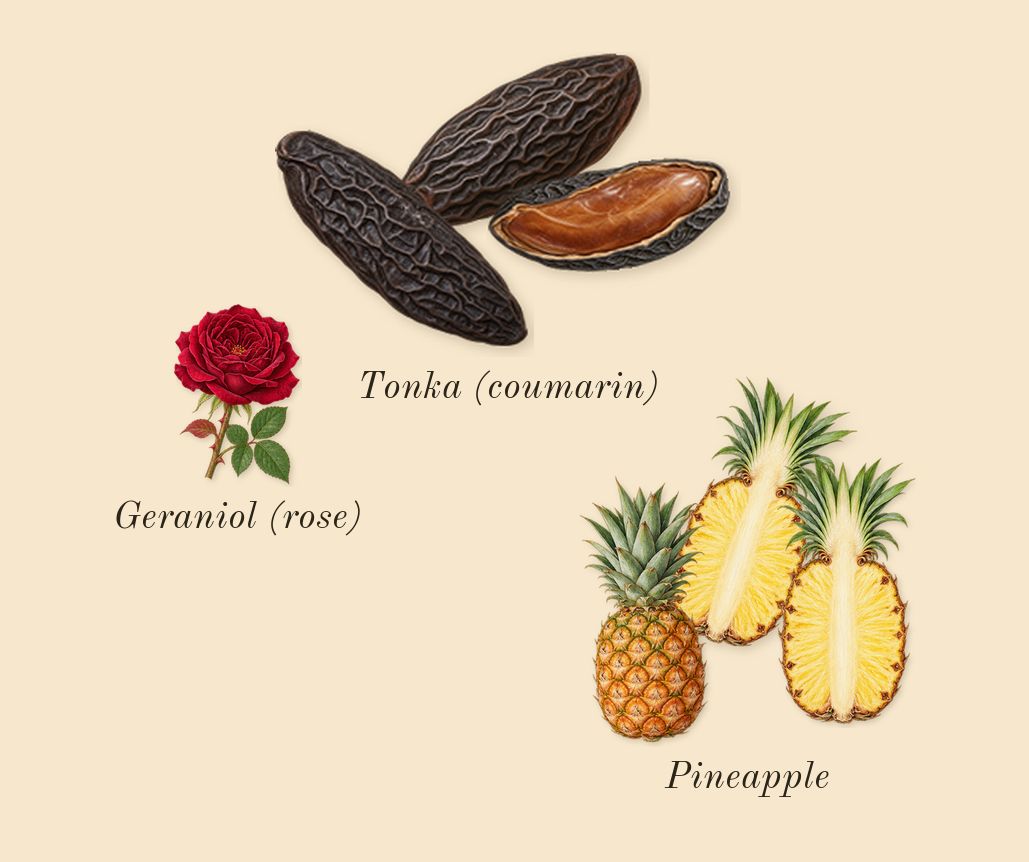 Le Beau Le Parfum, heart: Tonka (coumarin), Pineapple, Geraniol (rose)