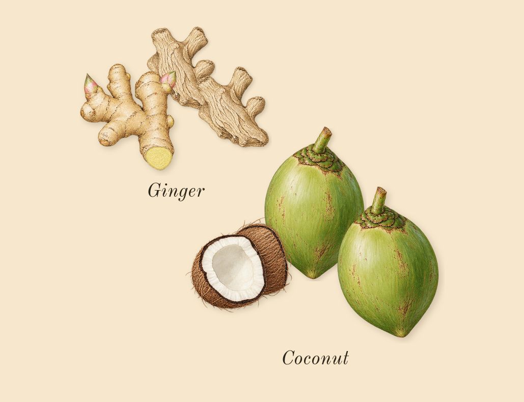 Le Beau Le Parfum, top notes: Coconut, Ginger