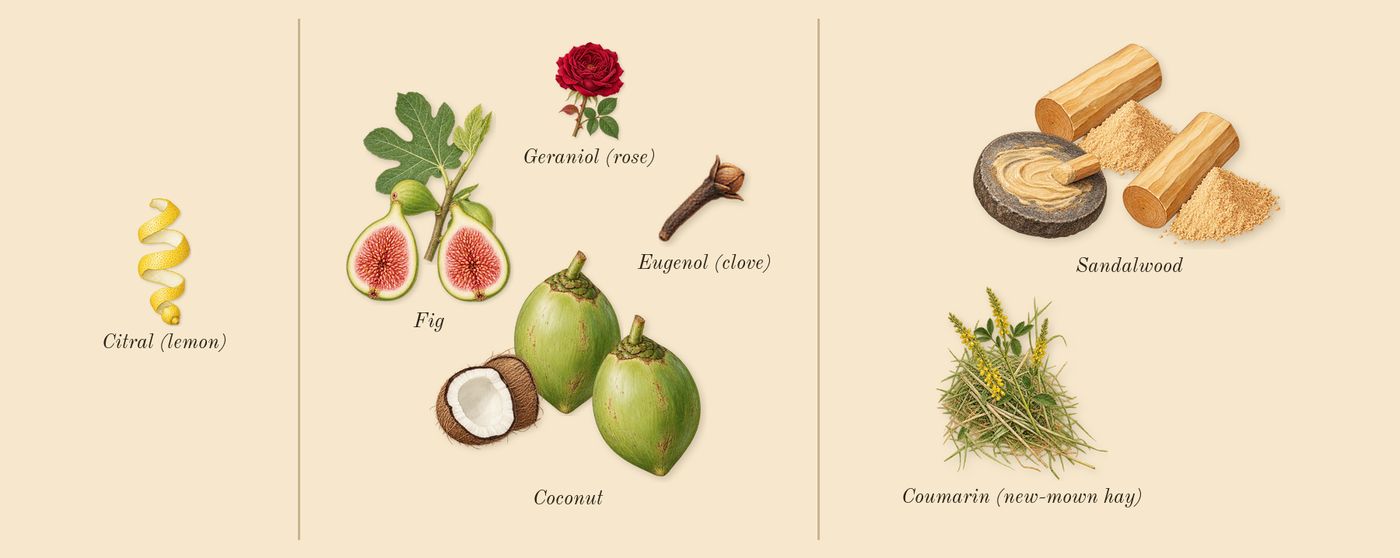 Le Beau Paradise Garden’s scent picture, a draft: coconut, fig, sandalwood, coumarin (new-mown hay), citral (lemon), geraniol (rose) drawn so far; dashed outlines where nothing is drawn yet