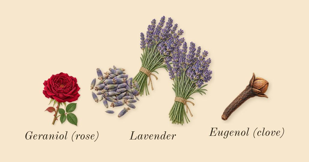 Le Male, heart: Lavender, Geraniol (rose), Eugenol (clove)
