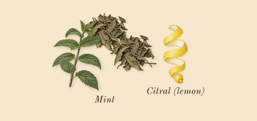 Le Male, top notes: Mint, Citral (lemon)
