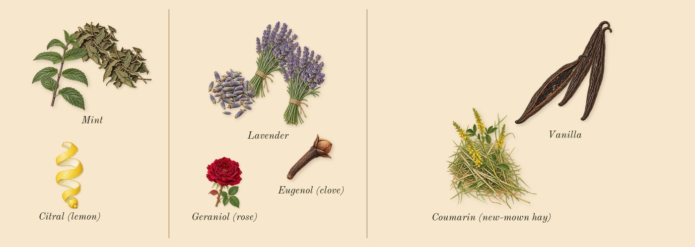 Le Male’s scent picture, a draft: mint, lavender, vanilla, coumarin (new-mown hay), citral (lemon), geraniol (rose) drawn so far; dashed outlines where nothing is drawn yet