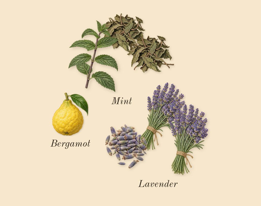 Le Male Elixir, top notes: Lavender, Mint, Bergamot