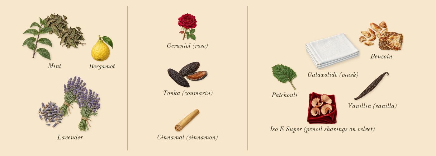 Le Male Elixir’s scent picture, a draft: lavender, tonka (coumarin), benzoin, mint, bergamot, patchouli drawn so far; dashed outlines where nothing is drawn yet