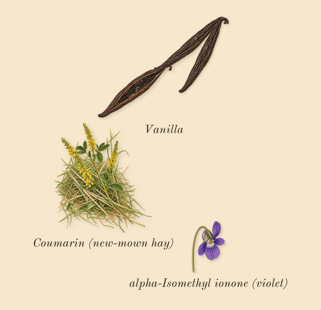 Le Male Le Parfum, dry-down: Vanilla, Coumarin (new-mown hay), alpha-Isomethyl ionone (violet)