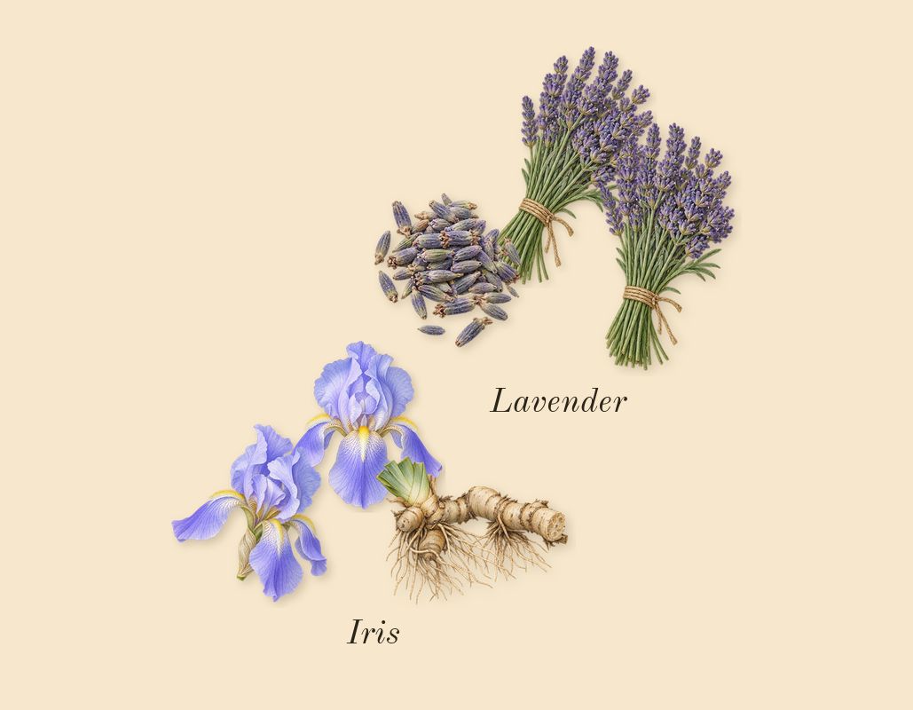 Le Male Le Parfum, heart: Lavender, Iris
