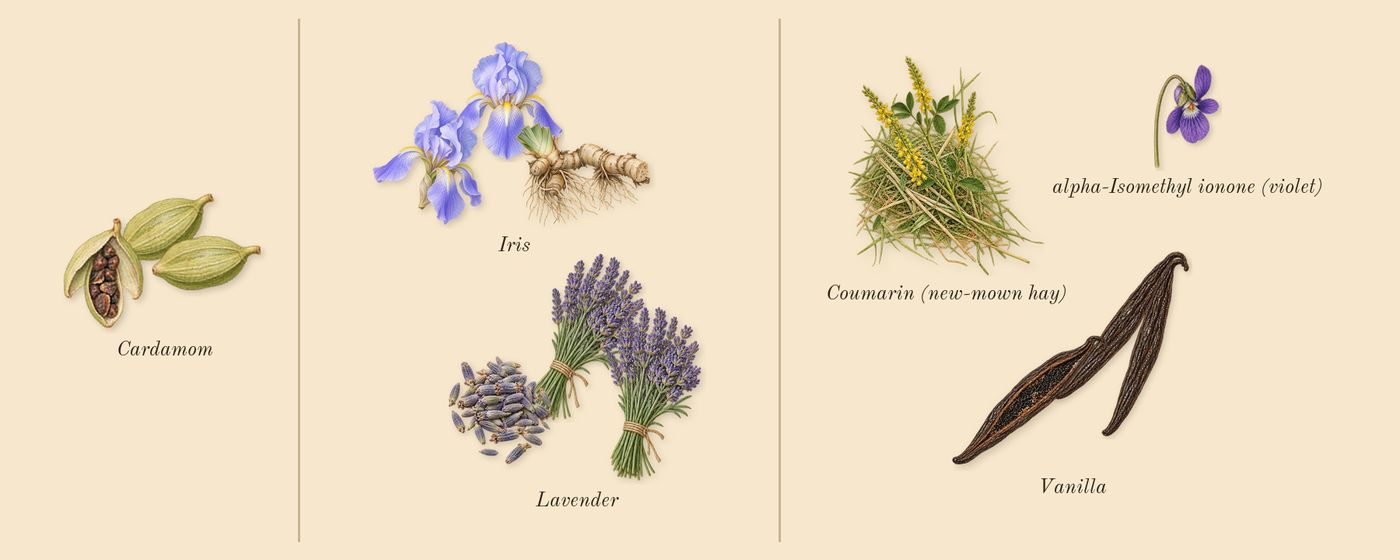 Le Male Le Parfum’s scent picture, a draft: cardamom, lavender, iris, vanilla, coumarin (new-mown hay), alpha-isomethyl ionone (violet) drawn so far; dashed outlines where nothing is drawn yet
