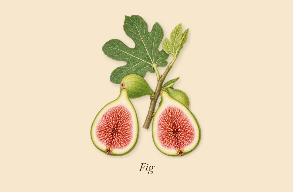 Scandal Absolu, as it settles: Fig