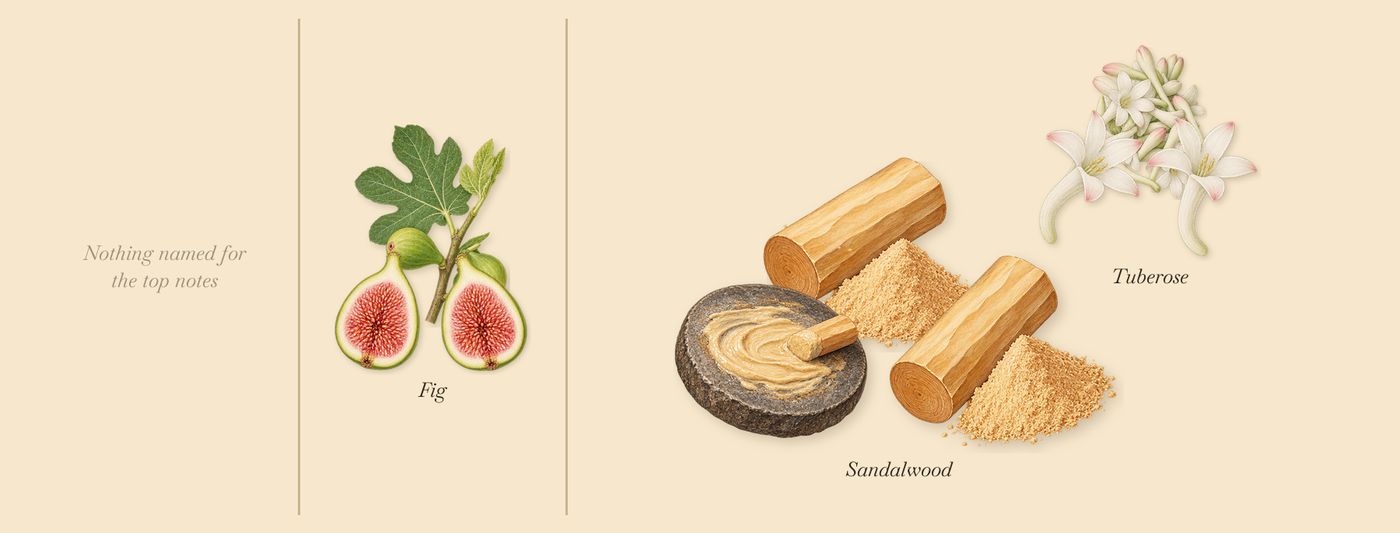 Scandal Absolu’s scent picture, a draft: fig, tuberose, sandalwood drawn so far; dashed outlines where nothing is drawn yet