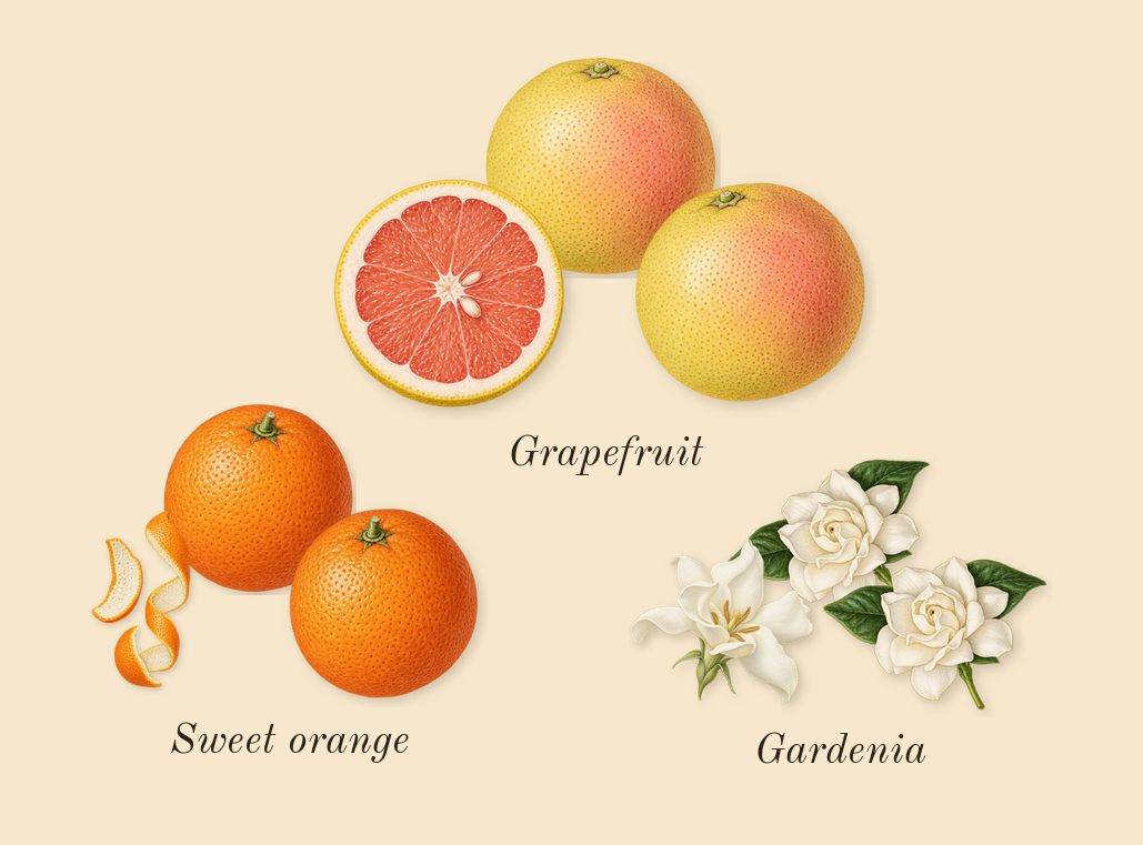 Scandal, top notes: Gardenia, Sweet orange, Grapefruit