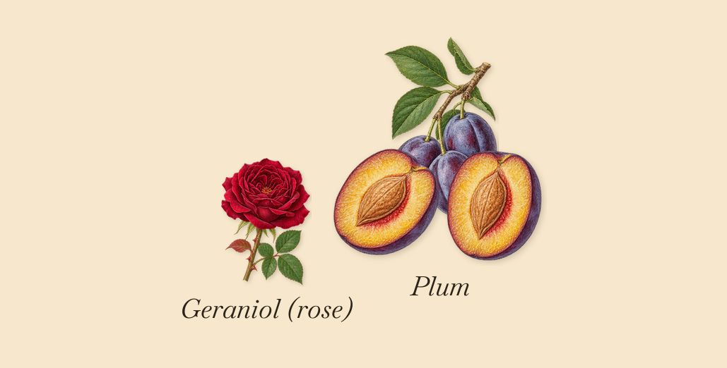 Scandal Pour Homme Absolu, as it settles: Plum, Geraniol (rose)