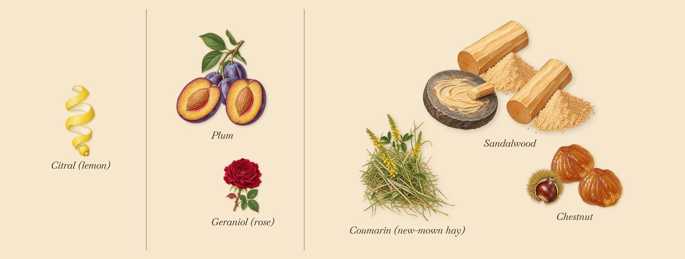 Scandal Pour Homme Absolu’s scent picture, a draft: chestnut, sandalwood, plum, coumarin (new-mown hay), citral (lemon), geraniol (rose) drawn so far; dashed outlines where nothing is drawn yet