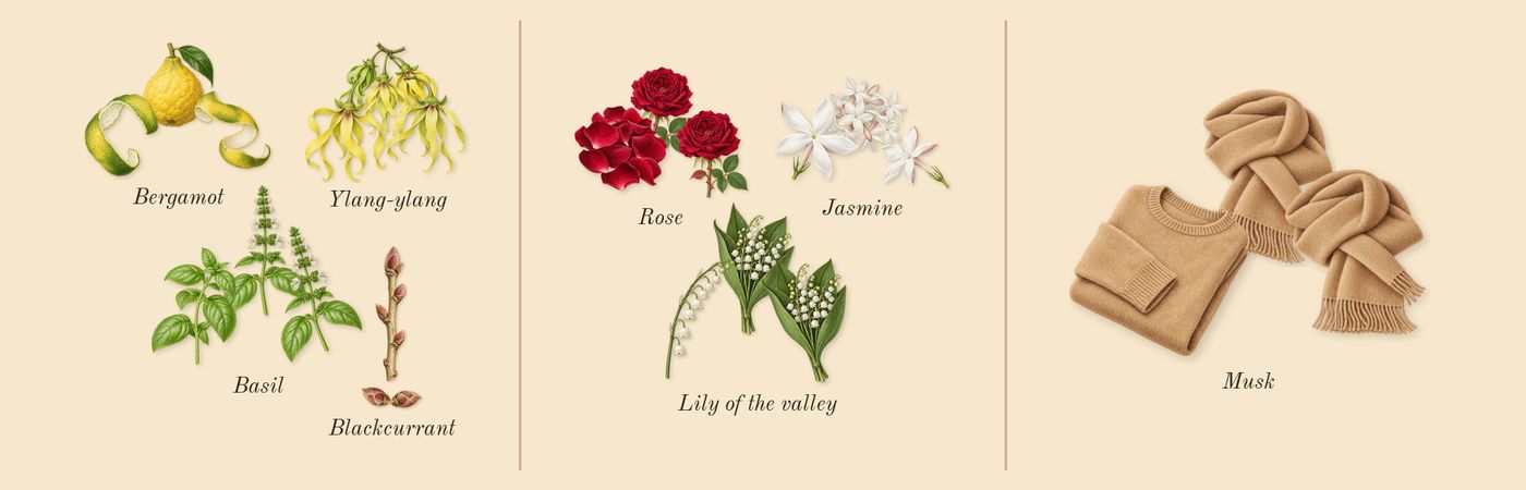 Jessica McClintock’s scent picture, a draft: bergamot, blackcurrant, ylang-ylang, basil, lily of the valley, rose drawn so far; dashed outlines where nothing is drawn yet