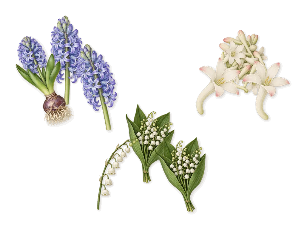 I Fancy You, as it settles: Hyacinth, Lily of the valley, Tuberose