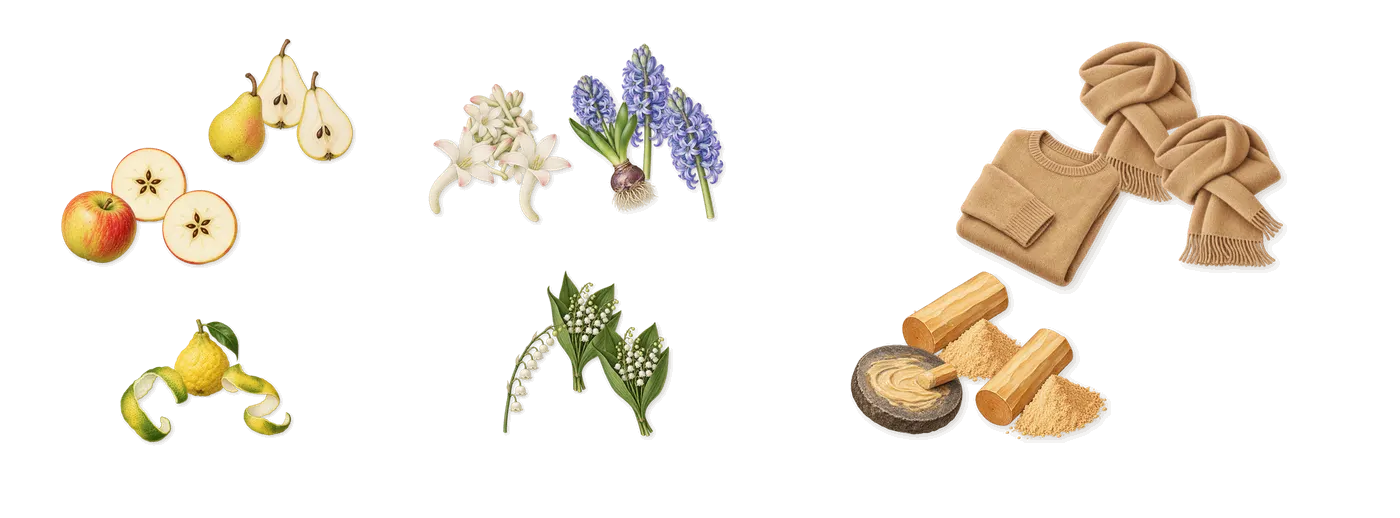 I Fancy You’s scent picture, a draft: apple, pear, bergamot, hyacinth, lily of the valley, tuberose drawn so far; dashed outlines where nothing is drawn yet