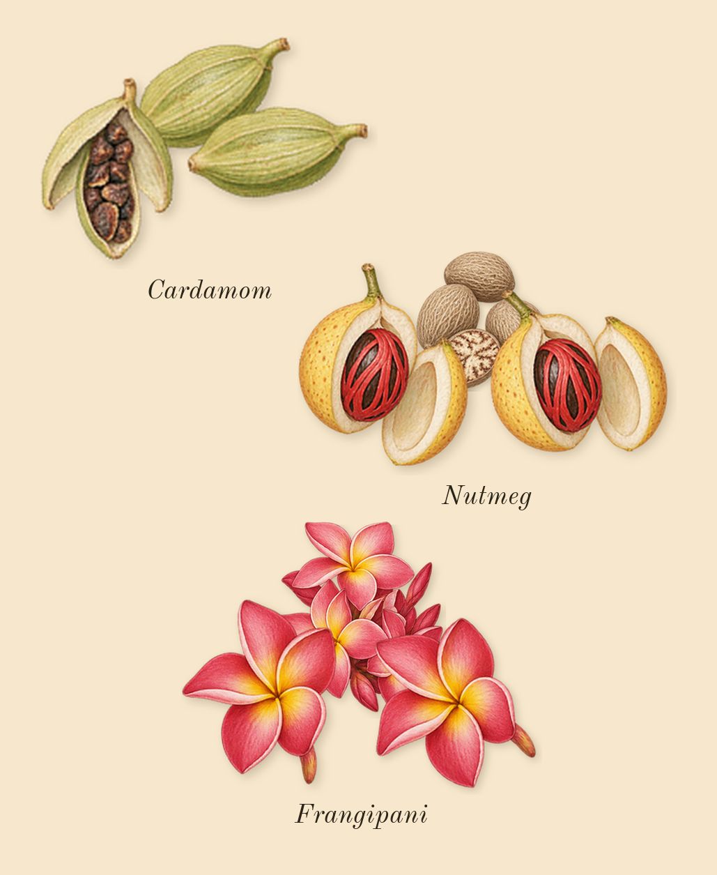 Sun Men, heart: Nutmeg, Cardamom, Frangipani