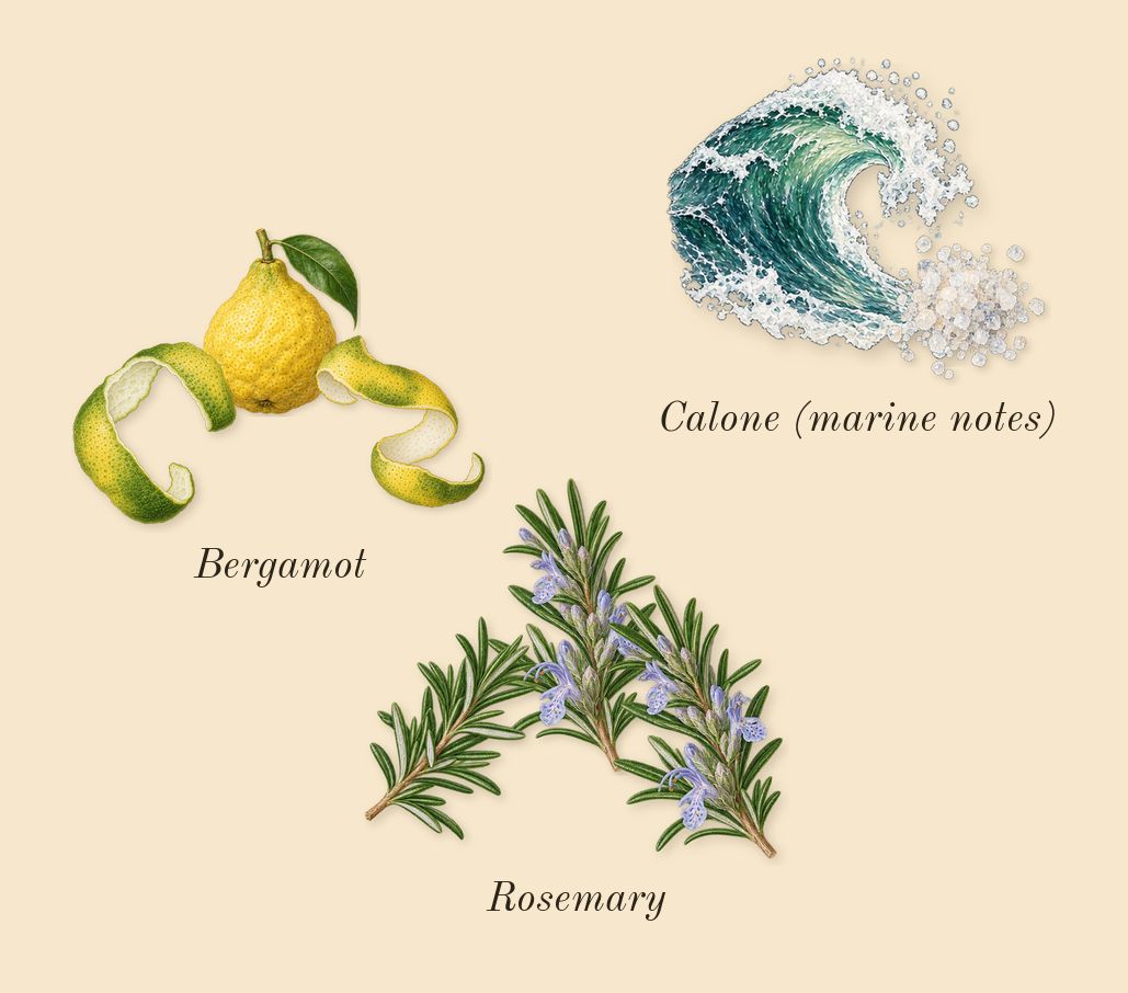 Sun Men, top notes: Bergamot, Calone (marine notes), Rosemary