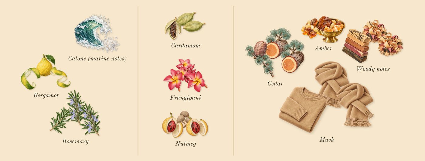 Sun Men’s scent picture, a draft: bergamot, calone (marine notes), rosemary, nutmeg, cardamom, frangipani drawn so far; dashed outlines where nothing is drawn yet