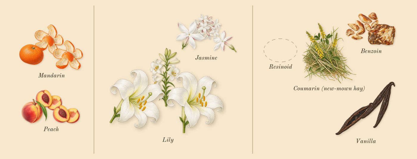 I Want Choo’s scent picture, a draft: mandarin, peach, lily, jasmine, vanilla, benzoin drawn so far; dashed outlines where nothing is drawn yet