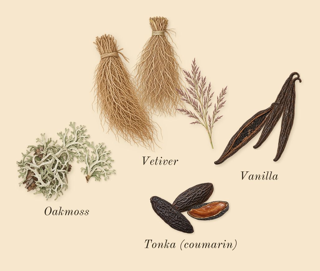 I Want Choo Forever, dry-down: Oakmoss, Vanilla, Tonka (coumarin), Vetiver