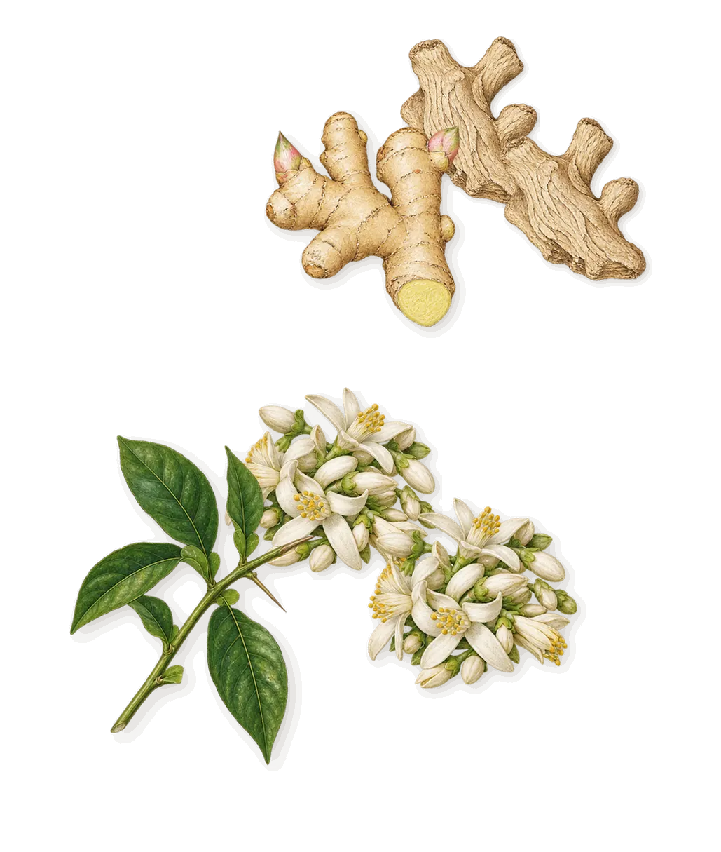 Illicit, when you spray it: Ginger, Bitter orange