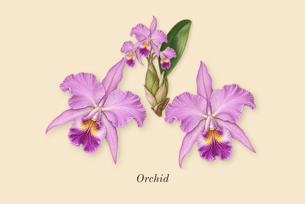Jimmy Choo, heart: Orchid