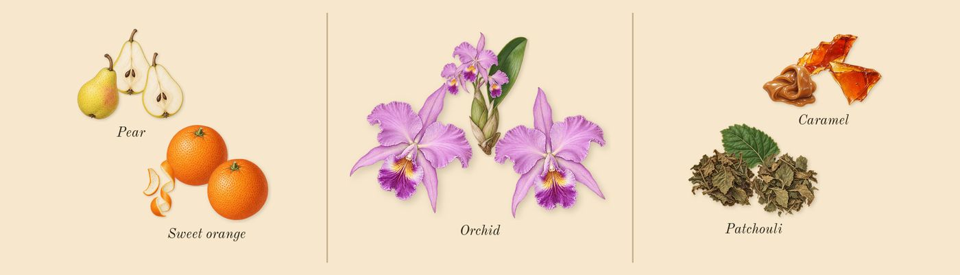 Jimmy Choo’s scent picture, a draft: pear, sweet orange, orchid, caramel, patchouli drawn so far; dashed outlines where nothing is drawn yet