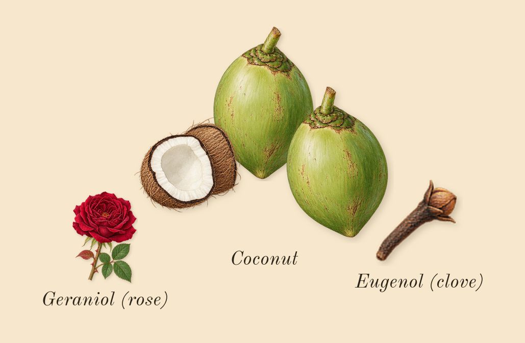 Beach Blossom Cologne, heart: Coconut, Geraniol (rose), Eugenol (clove)