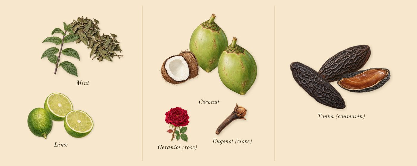 Beach Blossom Cologne’s scent picture, a draft: lime, coconut, tonka (coumarin), mint, geraniol (rose), eugenol (clove) drawn so far; dashed outlines where nothing is drawn yet