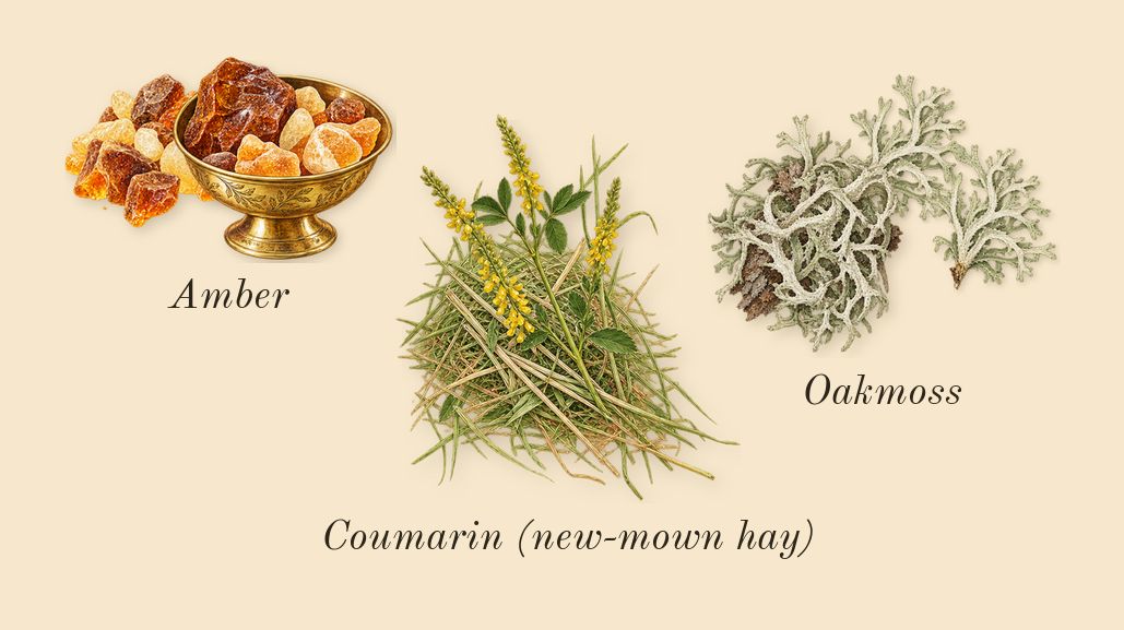 Cypress & Grapevine Cologne Intense, dry-down: Amber, Oakmoss, Coumarin (new-mown hay)