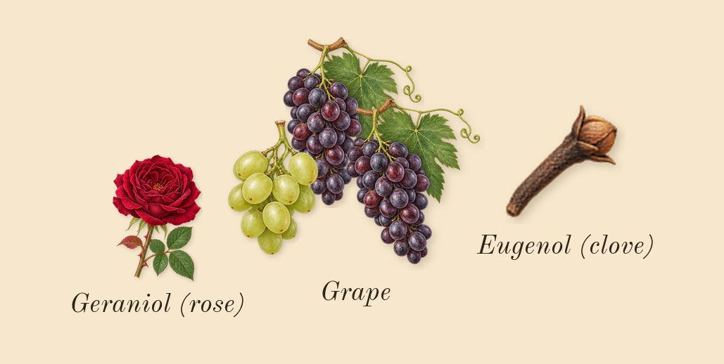 Cypress & Grapevine Cologne Intense, heart: Grape, Geraniol (rose), Eugenol (clove)