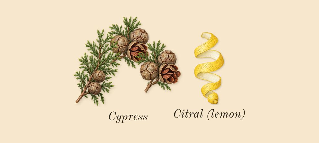 Cypress & Grapevine Cologne Intense, top notes: Cypress, Citral (lemon)