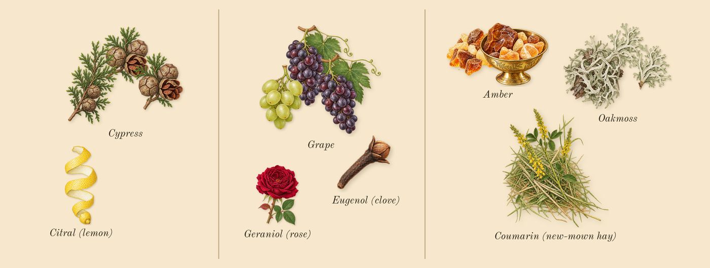 Cypress & Grapevine Cologne Intense’s scent picture, a draft: cypress, grape, amber, oakmoss, coumarin (new-mown hay), citral (lemon) drawn so far; dashed outlines where nothing is drawn yet