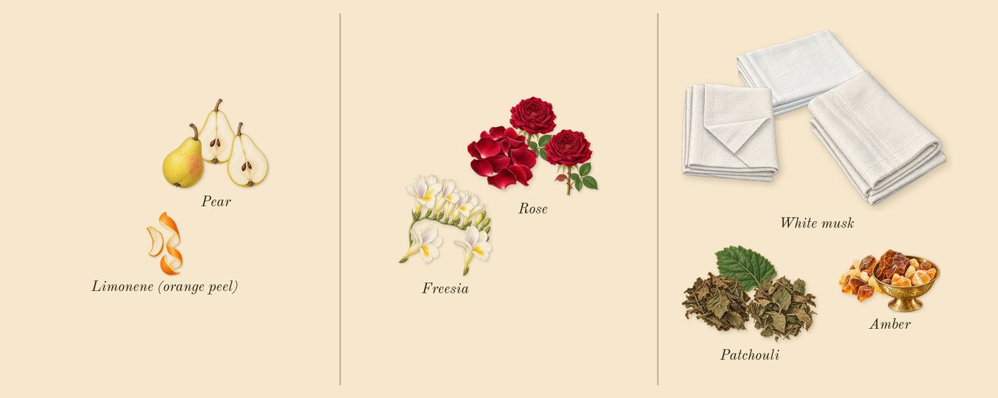 English Pear & Freesia Cologne’s scent picture, a draft: pear, freesia, patchouli, rose, amber, white musk drawn so far; dashed outlines where nothing is drawn yet
