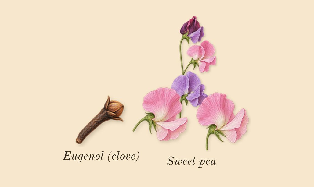 English Pear & Sweet Pea Cologne, heart: Sweet pea, Eugenol (clove)