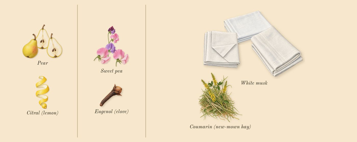 English Pear & Sweet Pea Cologne’s scent picture, a draft: pear, sweet pea, white musk, coumarin (new-mown hay), citral (lemon), eugenol (clove) drawn so far; dashed outlines where nothing is drawn yet