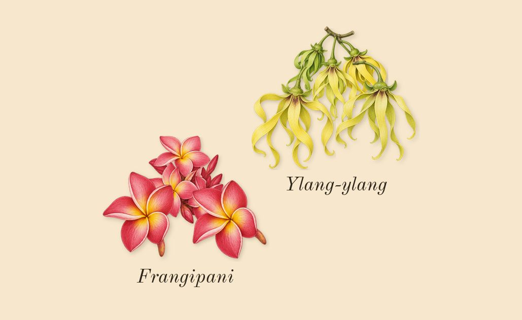 Frangipani Flower Cologne, heart: Frangipani, Ylang-ylang