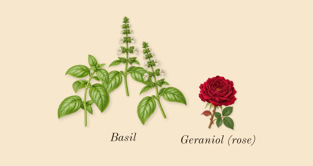 Lime Basil & Mandarin Cologne, heart: Basil, Geraniol (rose)