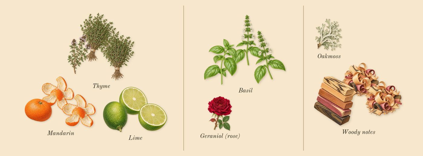Lime Basil & Mandarin Cologne’s scent picture, a draft: mandarin, basil, woody notes, lime, thyme, oakmoss drawn so far; dashed outlines where nothing is drawn yet