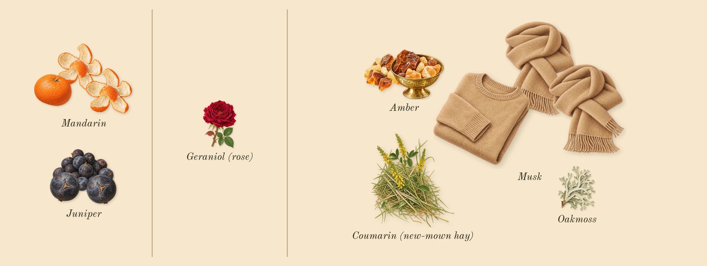 Midnight Musk & Amber Cologne’s scent picture, a draft: musk, amber, juniper, mandarin, oakmoss, coumarin (new-mown hay) drawn so far; dashed outlines where nothing is drawn yet