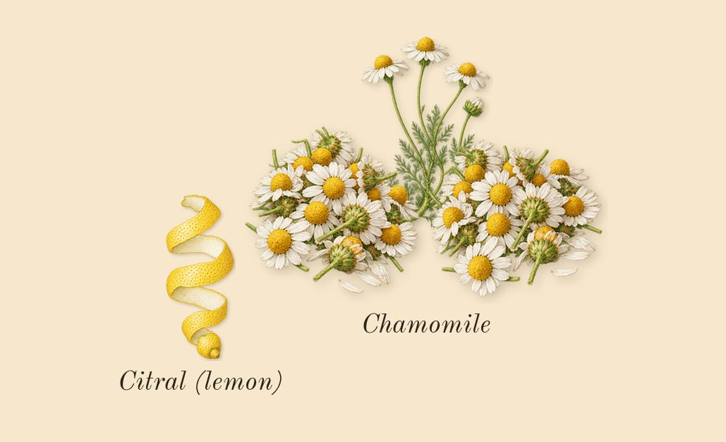 Moonlit Camomile Cologne, top notes: Chamomile, Citral (lemon)