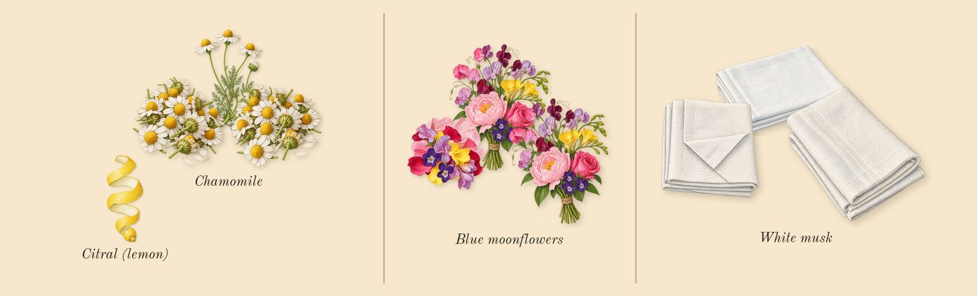 Moonlit Camomile Cologne’s scent picture, a draft: chamomile, blue moonflowers, white musk, citral (lemon) drawn so far; dashed outlines where nothing is drawn yet