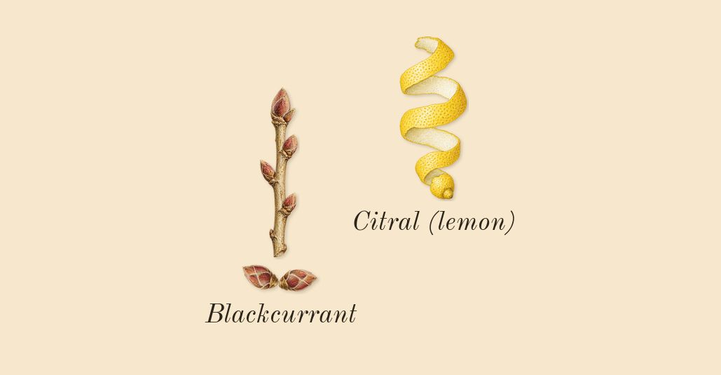 Nectarine Blossom & Honey Cologne, top notes: Blackcurrant, Citral (lemon)