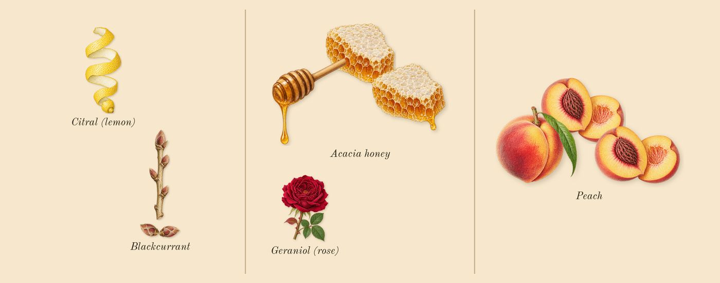 Nectarine Blossom & Honey Cologne’s scent picture, a draft: blackcurrant, acacia honey, peach, citral (lemon), geraniol (rose) drawn so far; dashed outlines where nothing is drawn yet