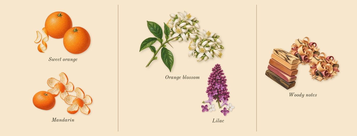 Orange Blossom Cologne’s scent picture, a draft: mandarin, lilac, woody notes, orange blossom, sweet orange drawn so far; dashed outlines where nothing is drawn yet