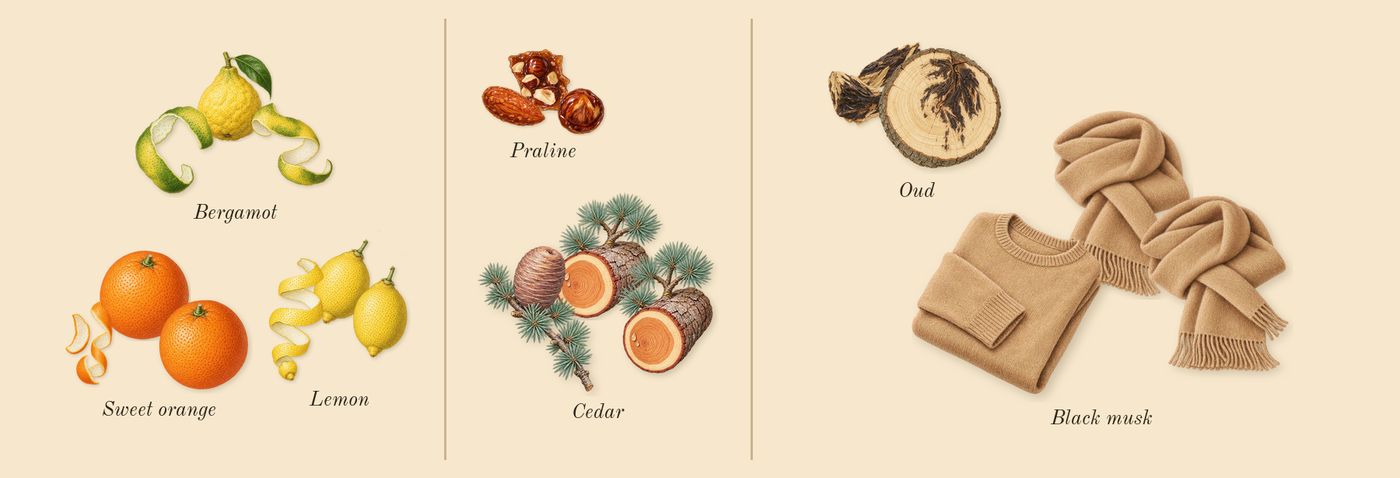 Oud & Bergamot Cologne Intense’s scent picture, a draft: bergamot, cedar, oud, black musk, praline, sweet orange drawn so far; dashed outlines where nothing is drawn yet
