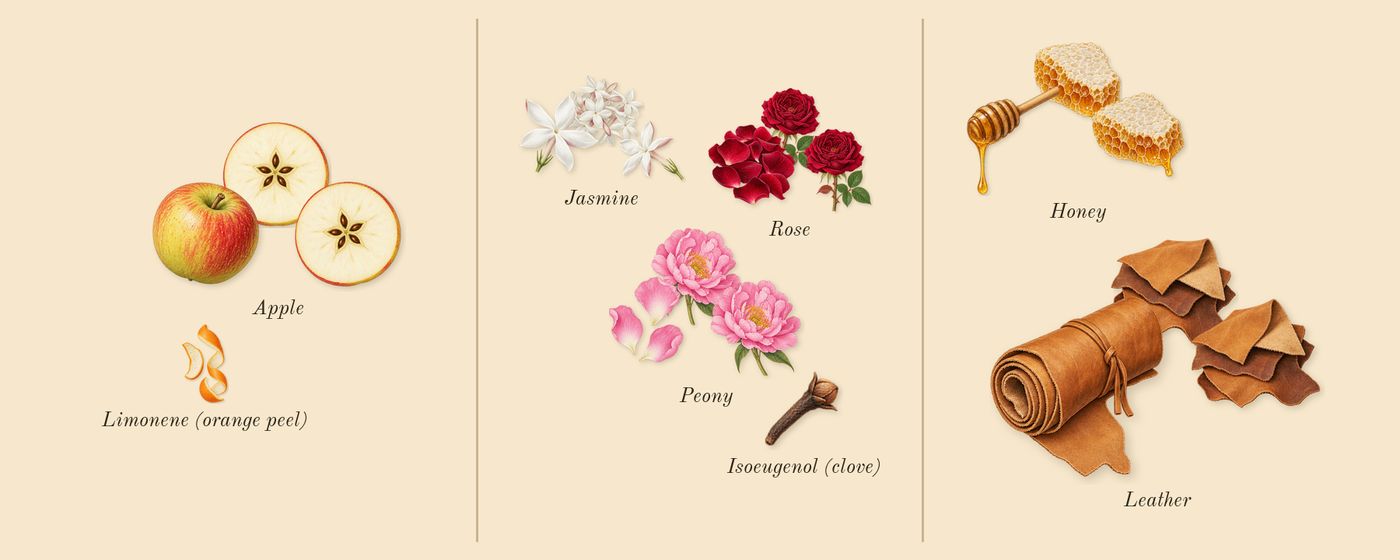 Peony & Blush Suede Cologne’s scent picture, a draft: apple, peony, leather, jasmine, rose, honey drawn so far; dashed outlines where nothing is drawn yet