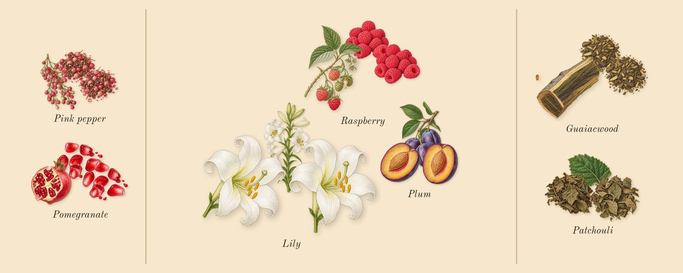 Pomegranate Noir Cologne’s scent picture, a draft: pomegranate, lily, guaiacwood, patchouli, pink pepper, raspberry drawn so far; dashed outlines where nothing is drawn yet